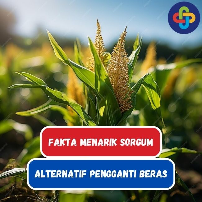 Sorgum: 8 Fakta Menarik Alternatif Pengganti Beras